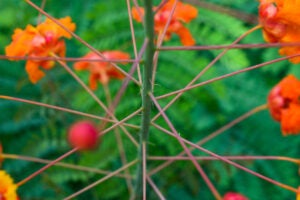 orange and yellow Pride of Barbados plants with green and pink stems in front of the Steve Hicks School of Social Work