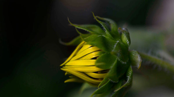 A closeup of a golden sunflower bud in the garden by Jester Dormitory