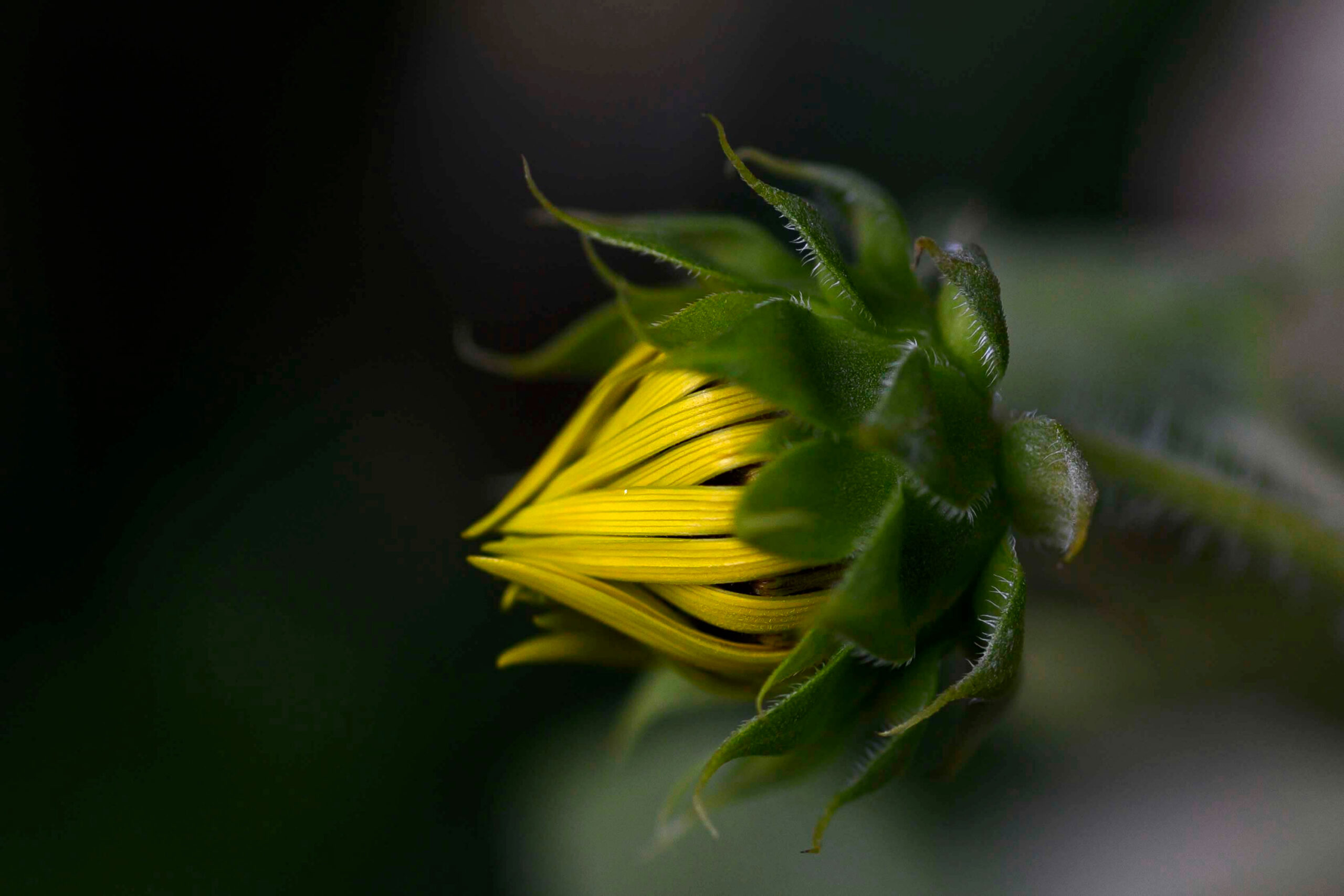 A closeup of a golden sunflower bud in the garden by Jester Dormitory
