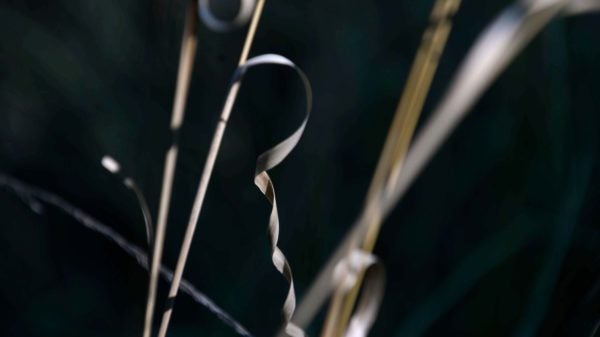A single, twisted tendril of a brown plant on the south side of Patton Hall