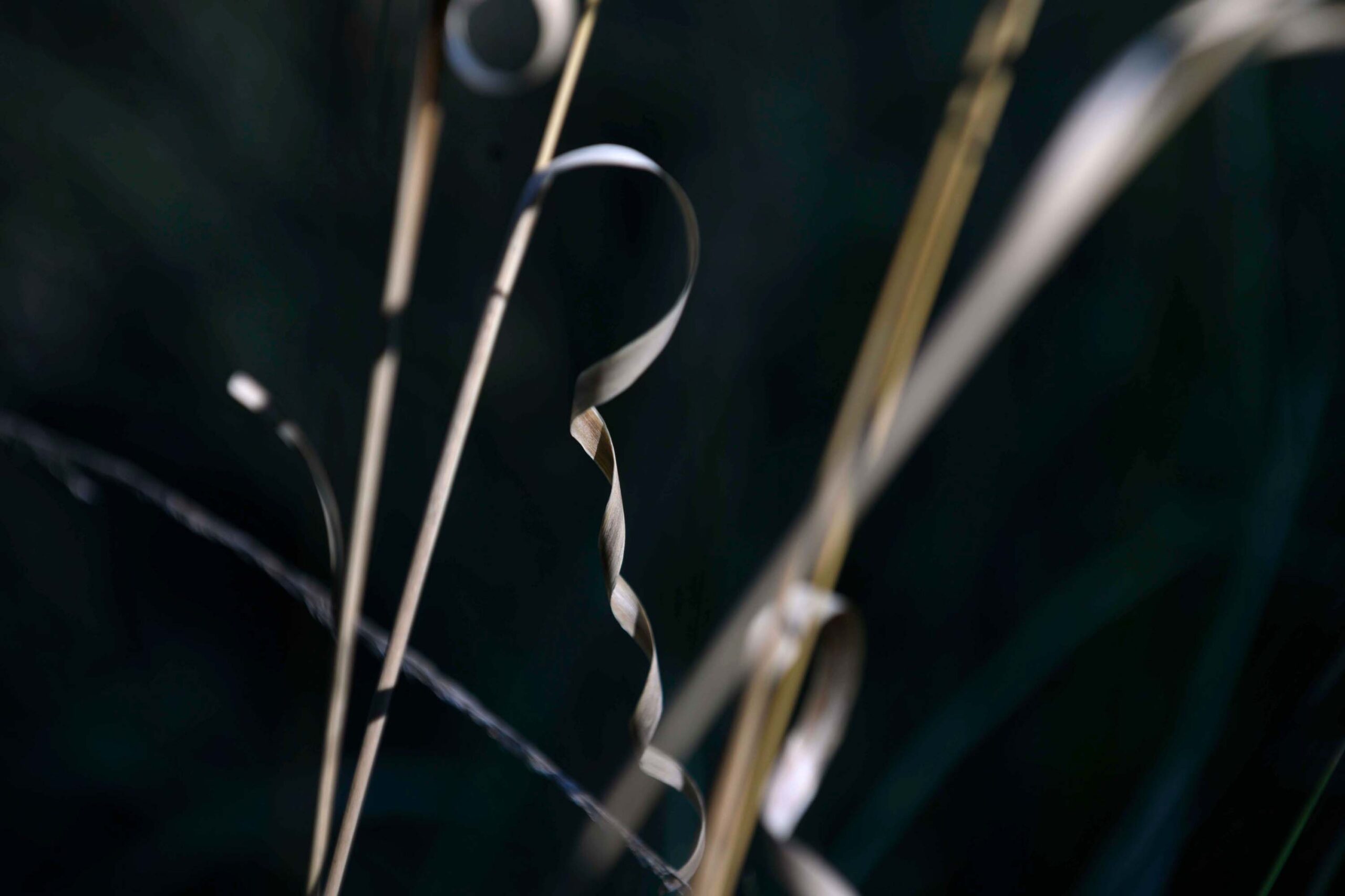 A single, twisted tendril of a brown plant on the south side of Patton Hall