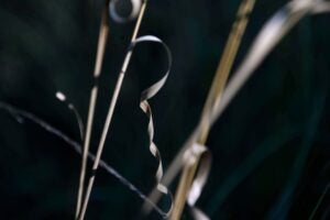 A single, twisted tendril of a brown plant on the south side of Patton Hall