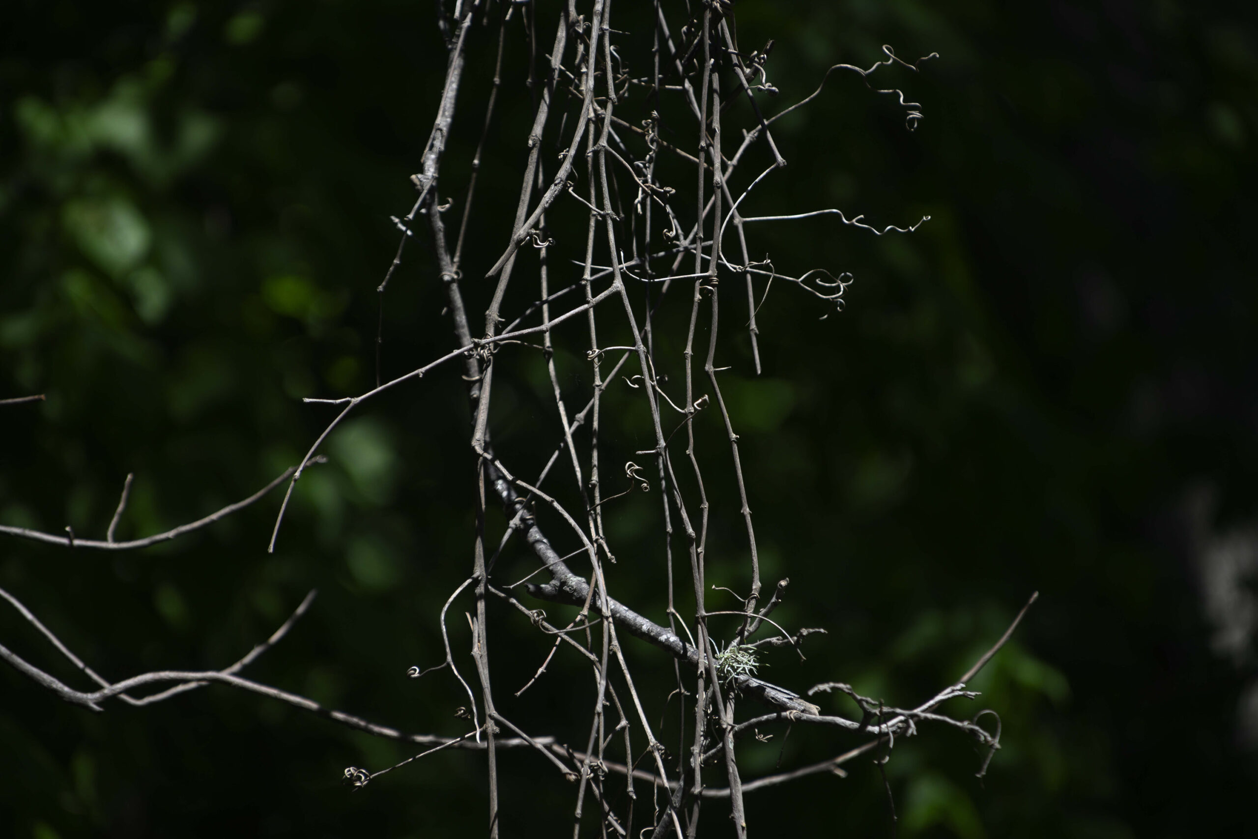 Tangled, leafless vines make an abstract pattern.