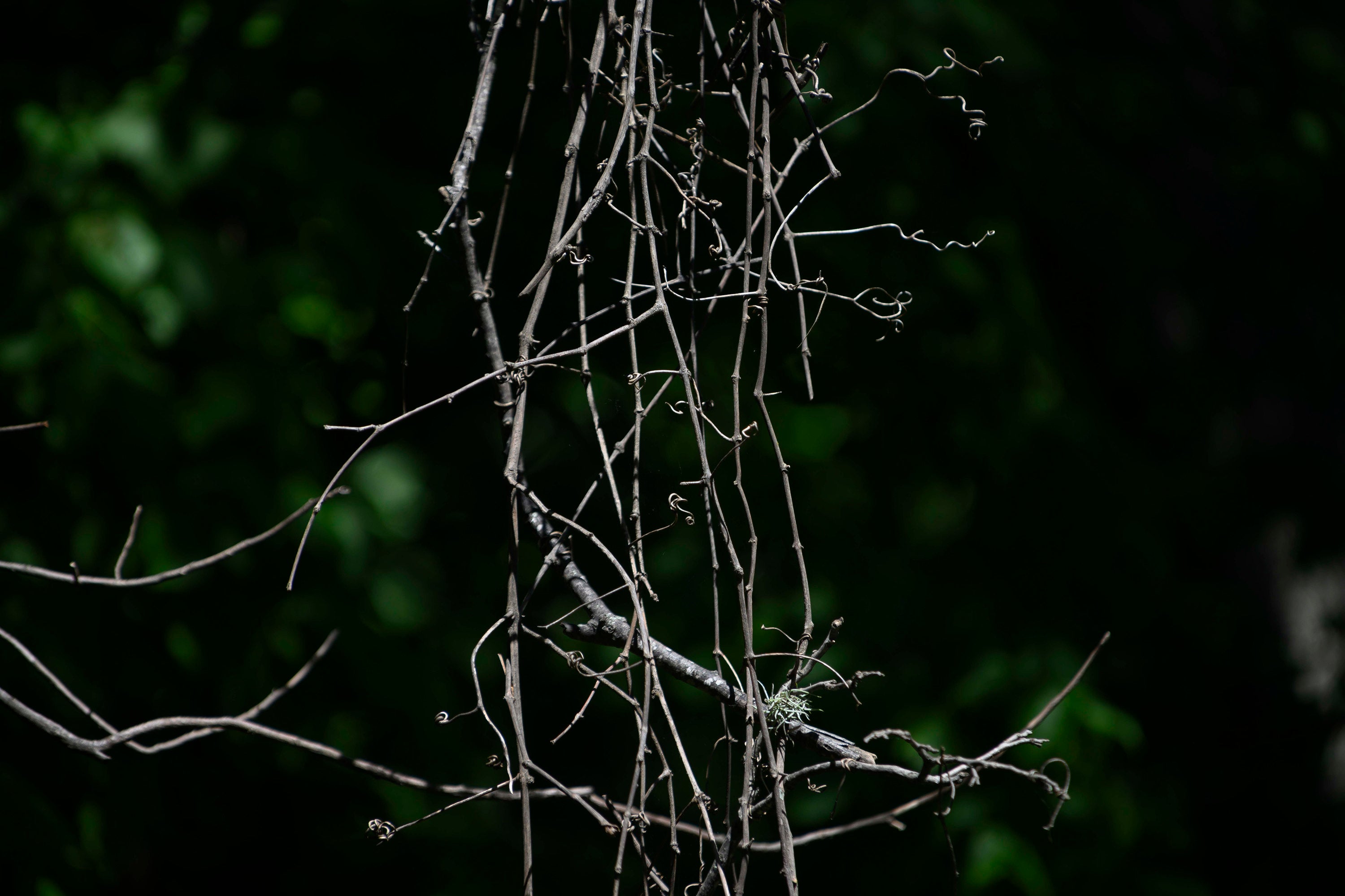 Tangled, leafless vines make an abstract pattern.