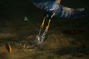 A green heron taking flight in Waller Creek, showing water dripping from its golden legs and feet