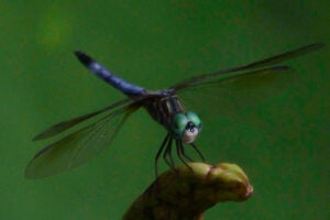 A dragon fly with green head and ultramarine blue tail lights on a green lily leaf.