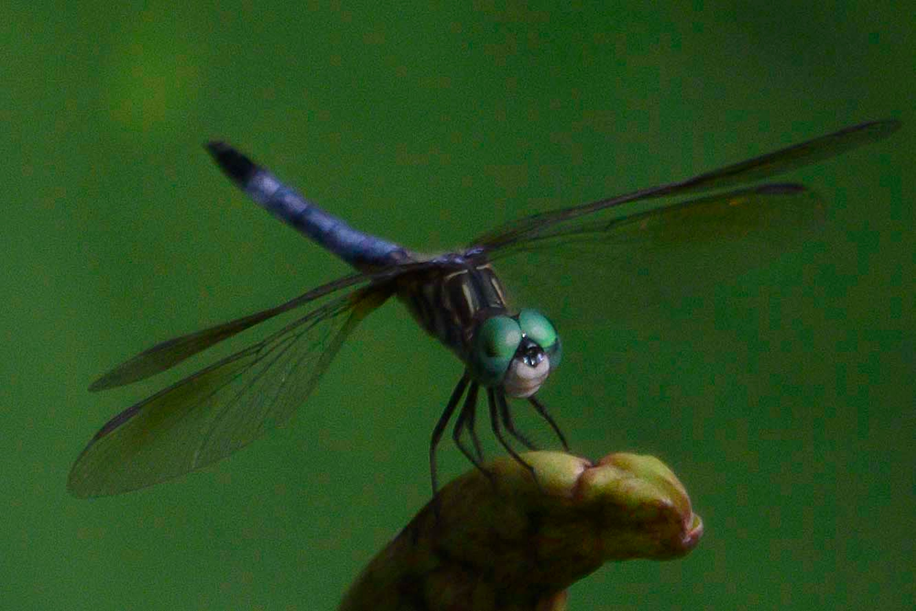A dragon fly with green head and ultramarine blue tail lights on a green lily leaf.
