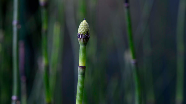 A single stem of horsetail, showing a closeup of the geometric patterns found in nature