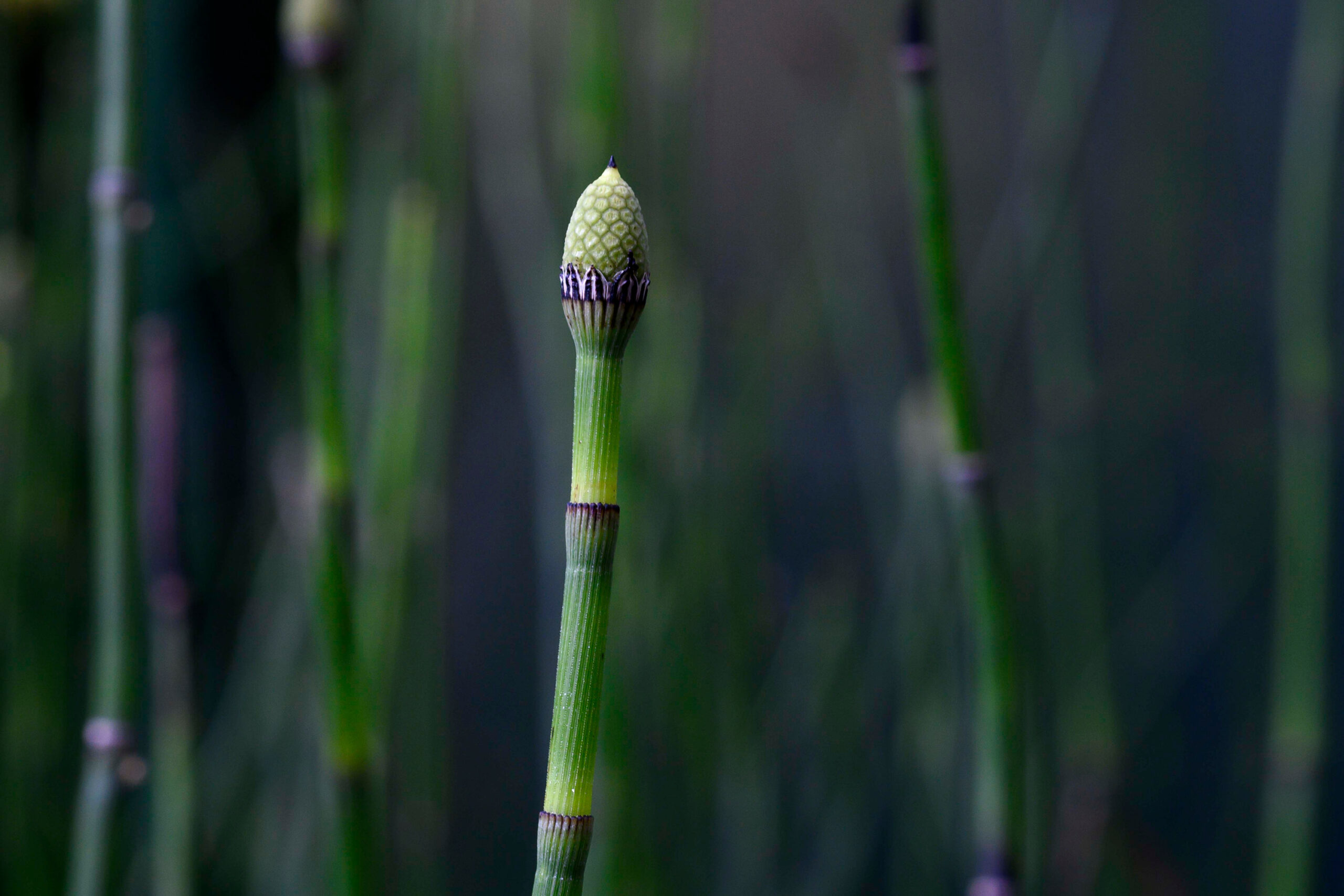 A single stem of horsetail, showing a closeup of the geometric patterns found in nature