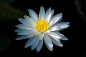 A white lily with yellow center in the turtle pond.