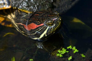 A closeup of the face of a red-eared slider turtle in the turtle pond.