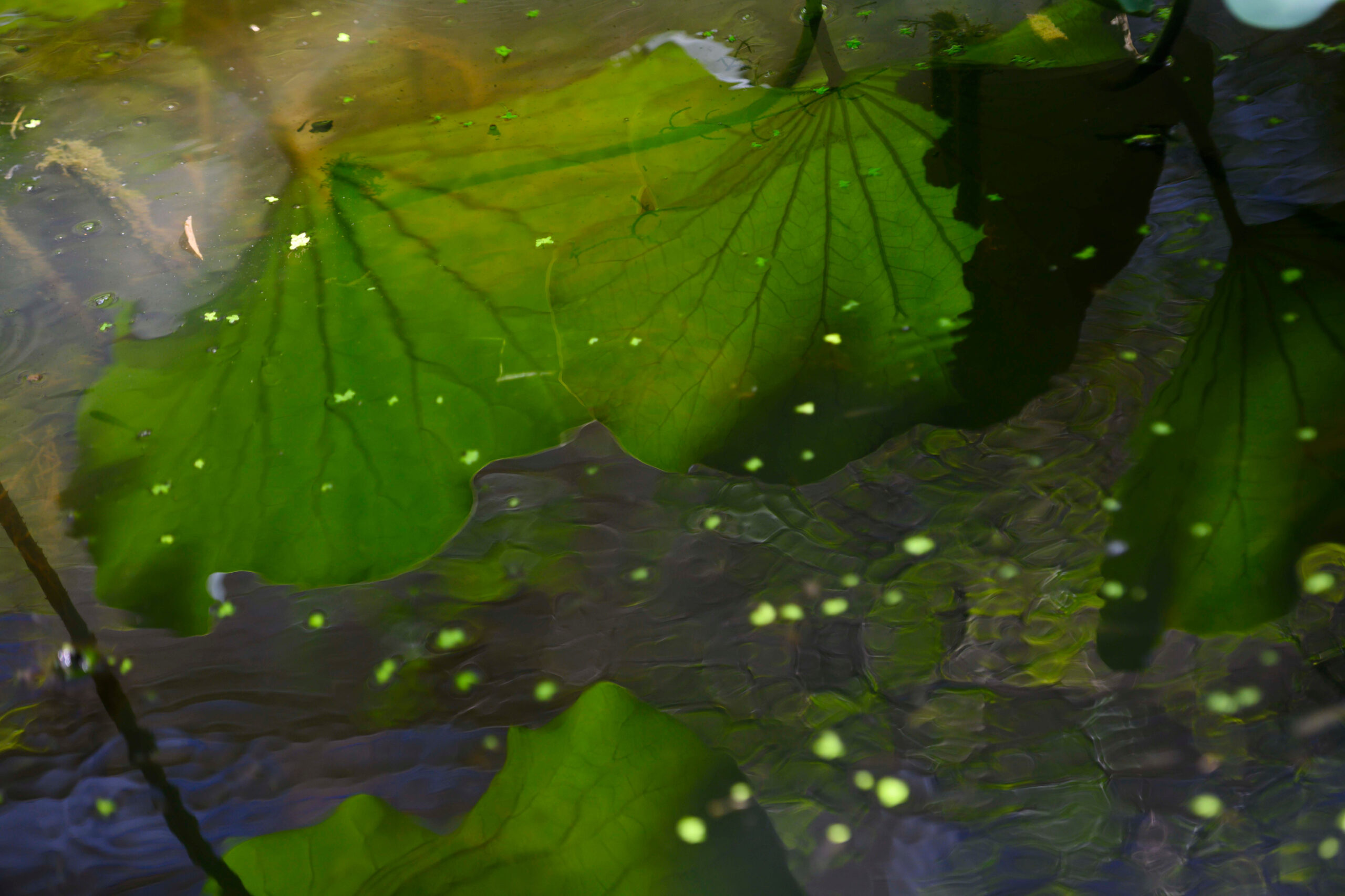 large green lily leaves submerged in the turtle pond