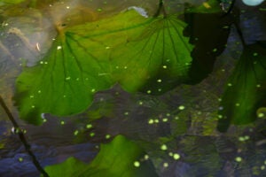 large green lily leaves submerged in the turtle pond