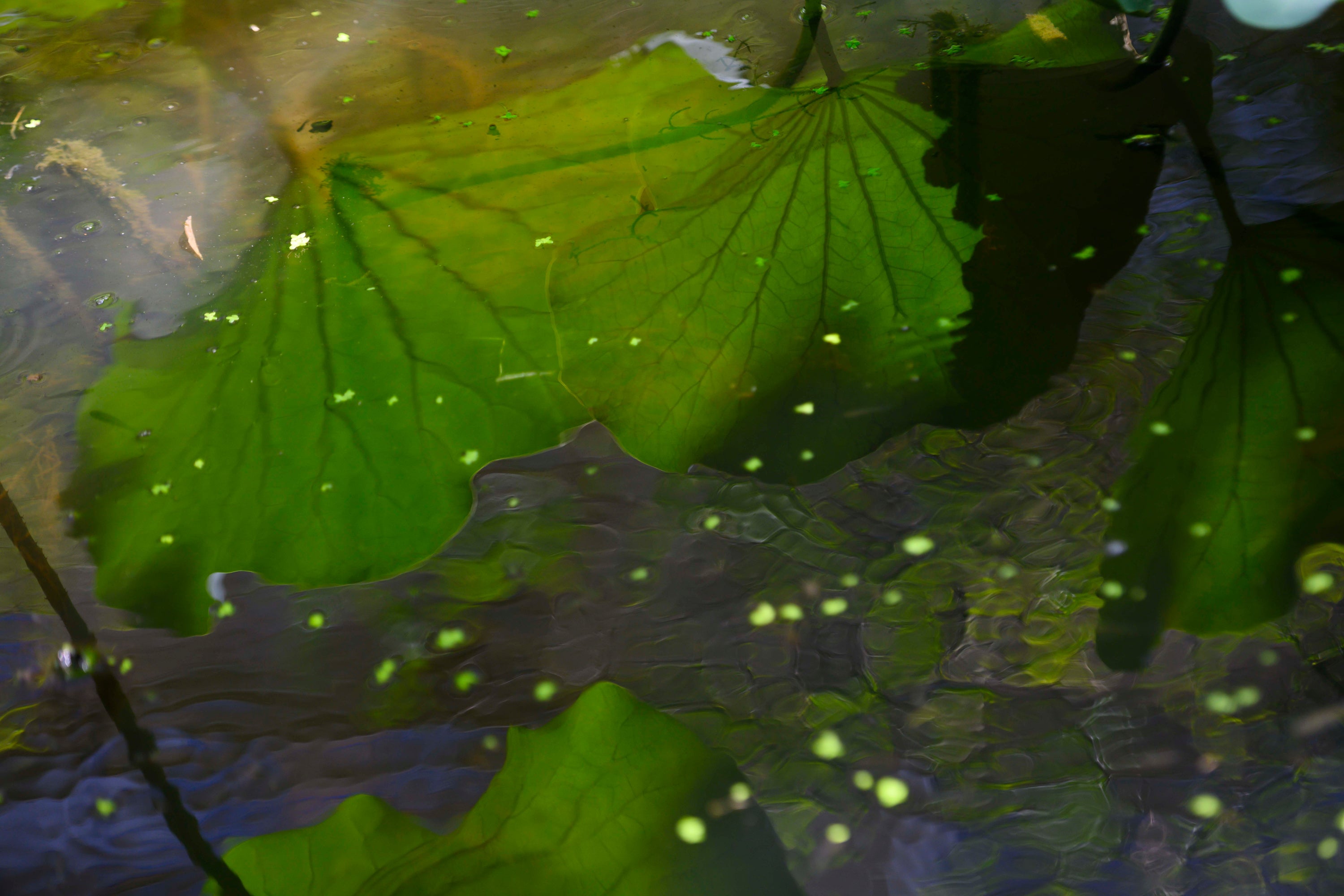 large green lily leaves submerged in the turtle pond
