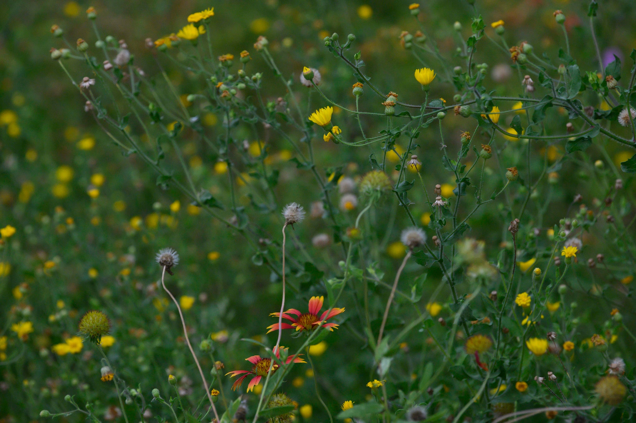 Field of wild flowers. Field of wild flowers.