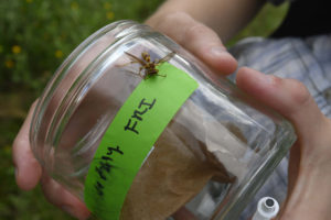 Susan holds a jar to collect a wasp.