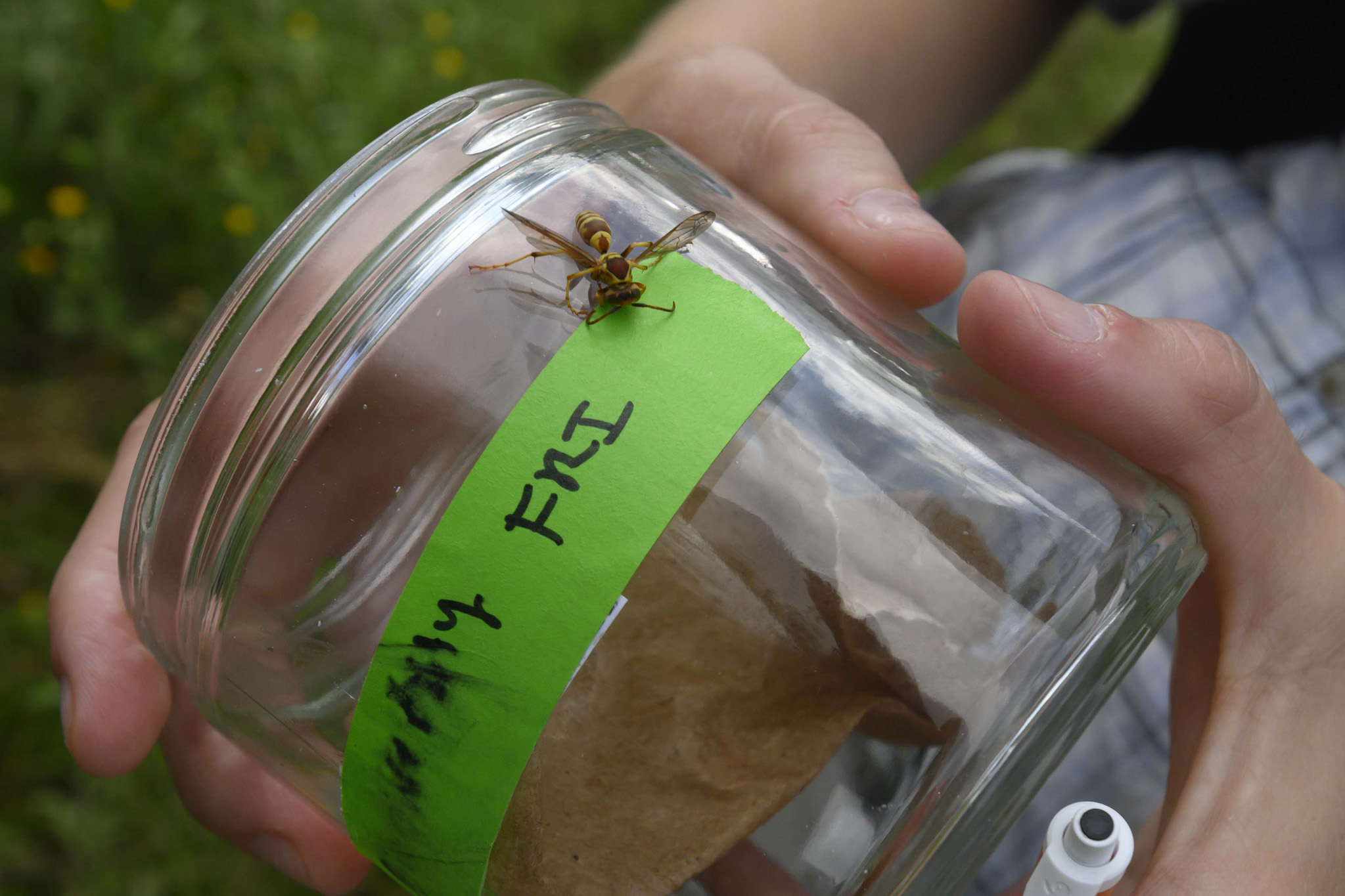 Susan holds a jar to collect a wasp.