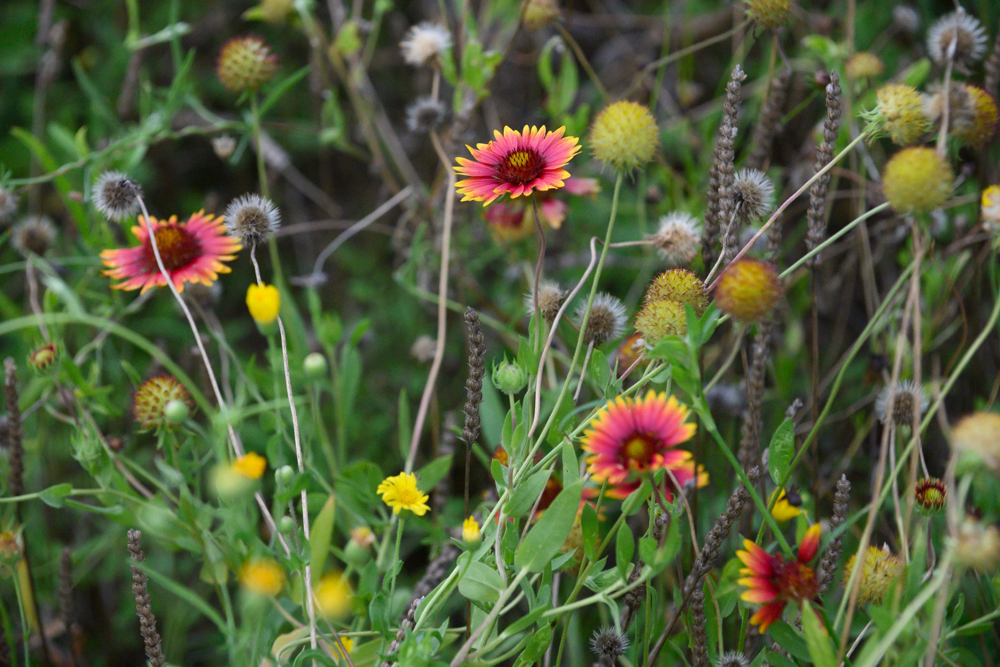 Wildflowers in the research field. Wildflowers in the research field.