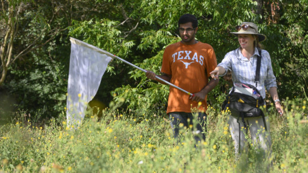 Freshman Research Initiatives pollinators 2019 The student is entering sophomore Sahran Hashim, shown here working with Professor Susan Cameron Devitt, at a site along Lady Bird Lake, west of Lamar Blvd. The student has a model release on file in University Communications for this story and any future, non-commercial use by UT.