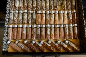 Tiny clear glass vials that contain the cuttings.
