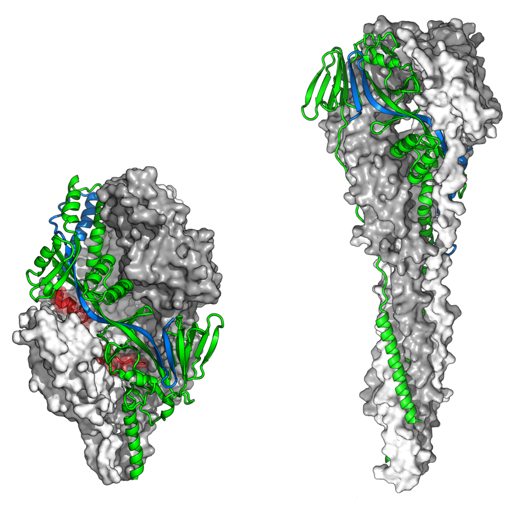 The two shapes of RSV's F protein