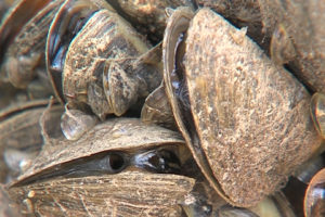 Zebra mussels researched by Freshman Research Initiative.