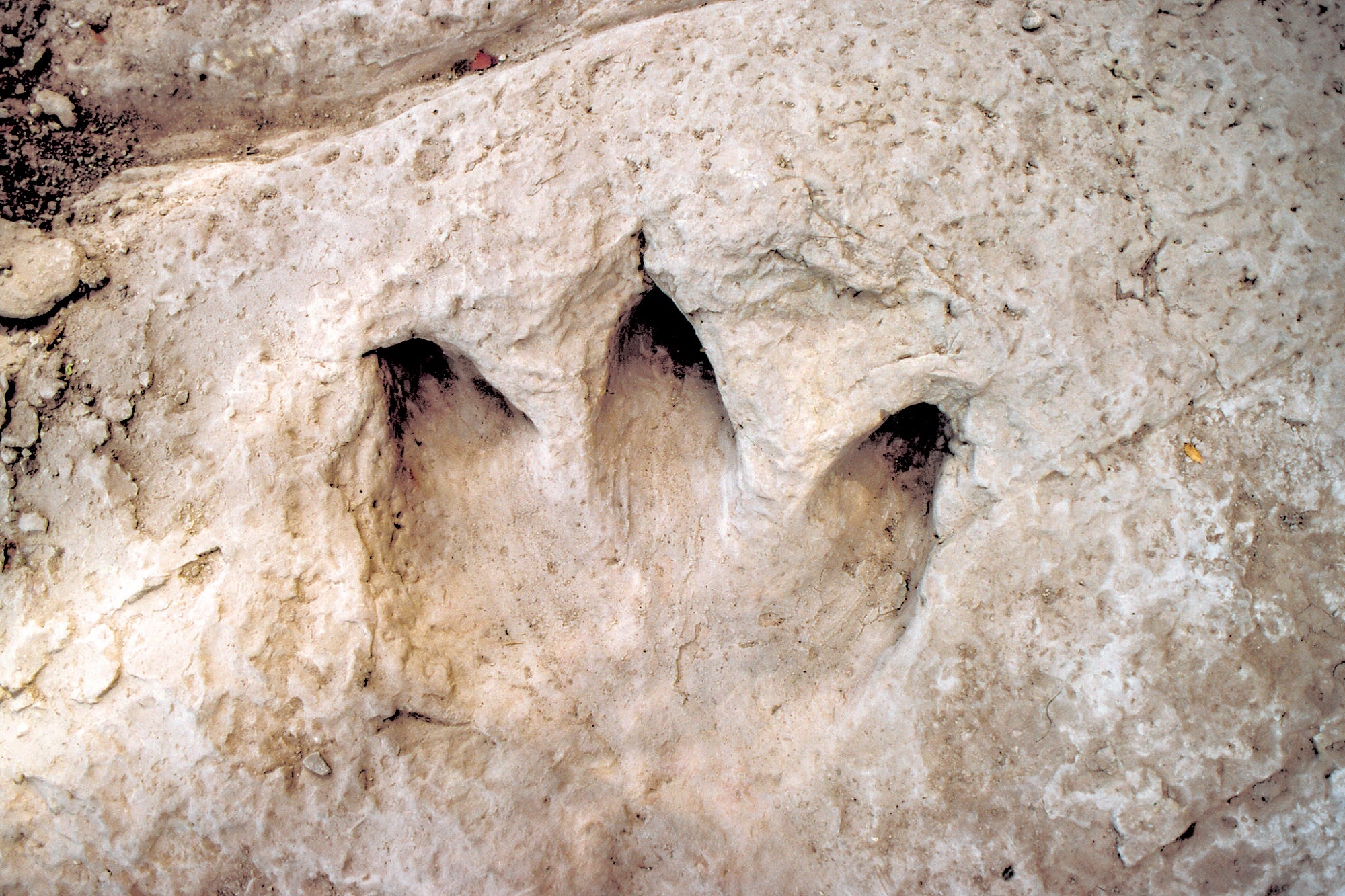 Dinosaur Vally State Park, Tracks,