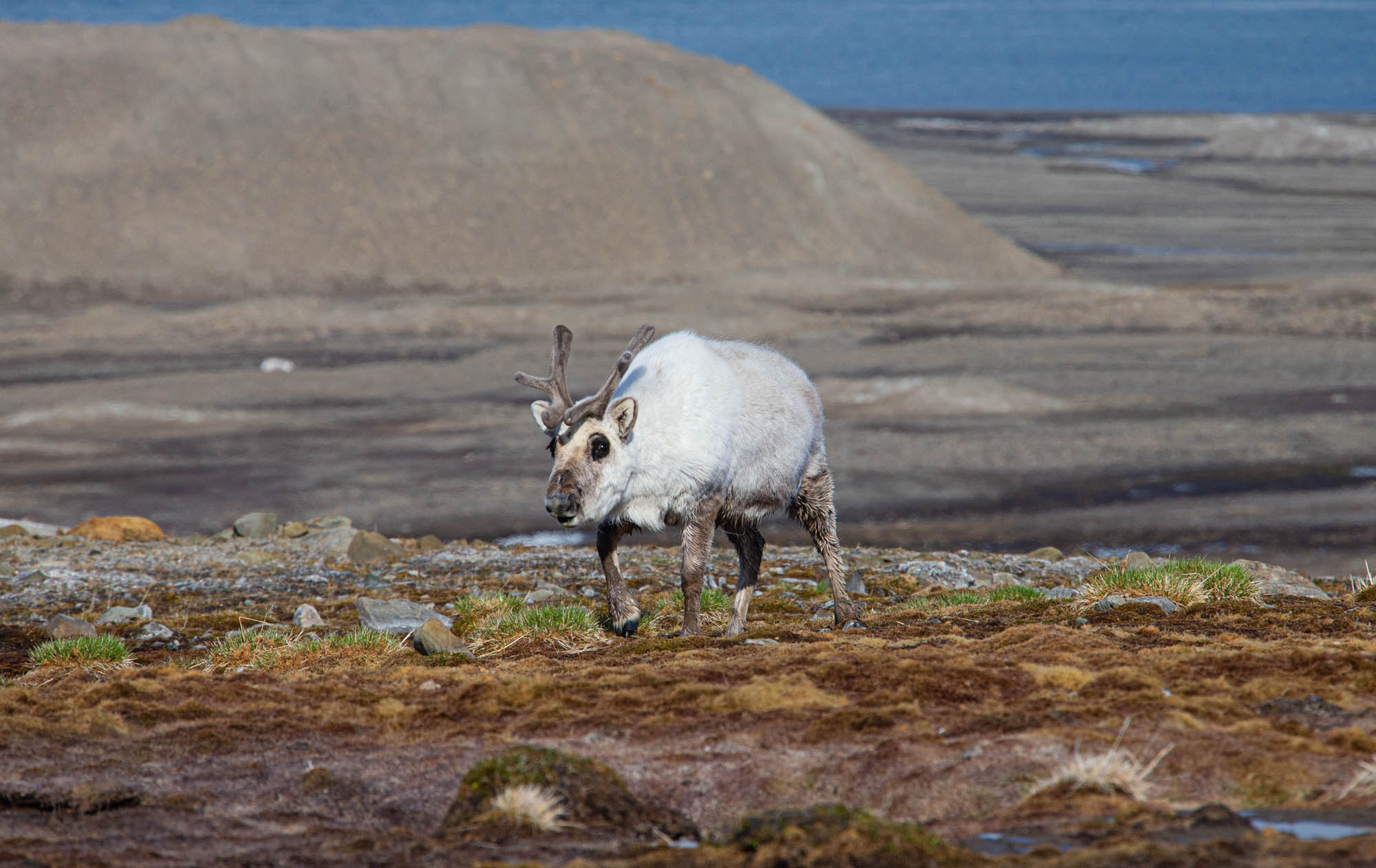 reindeer spotted alone