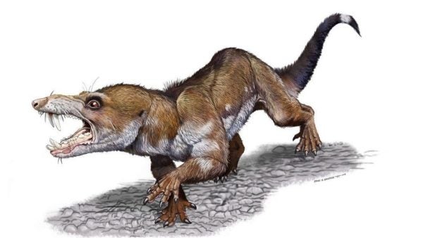 A drawing depicting the fanged Triassic Age squirrel. Illustration by Jorge A. Gonzalez.