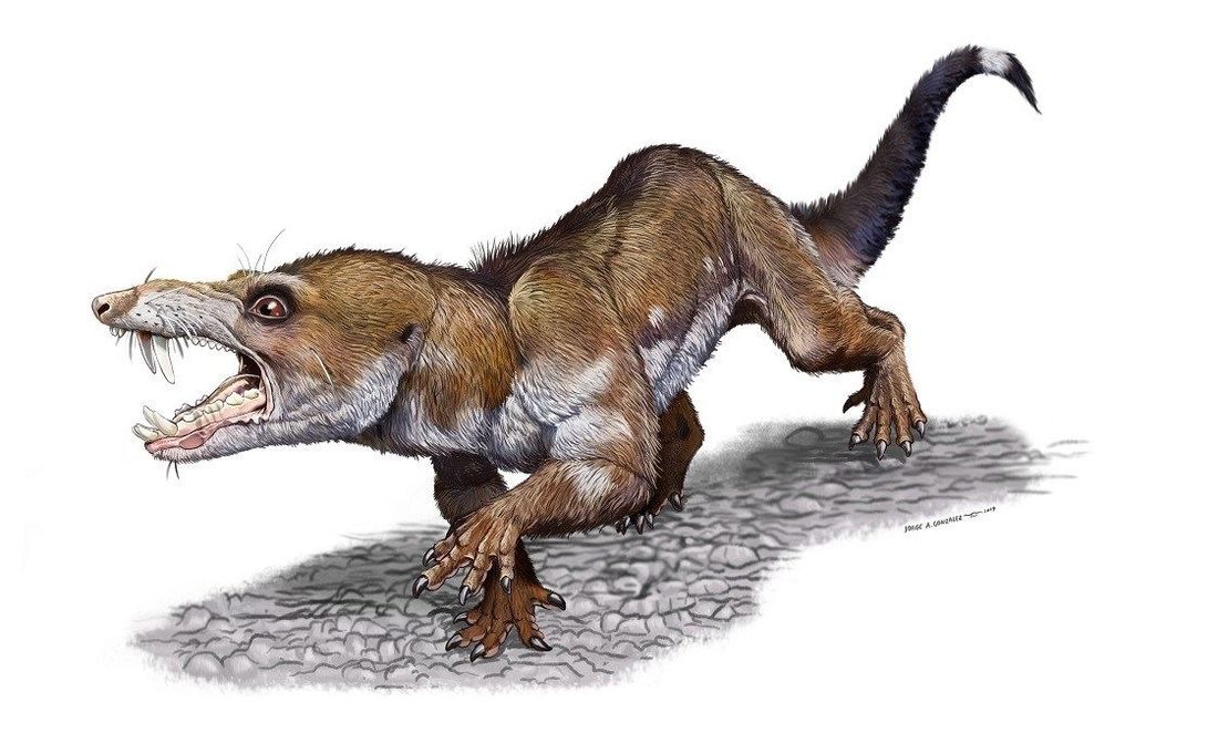 A drawing depicting the fanged Triassic Age squirrel. Illustration by Jorge A. Gonzalez.