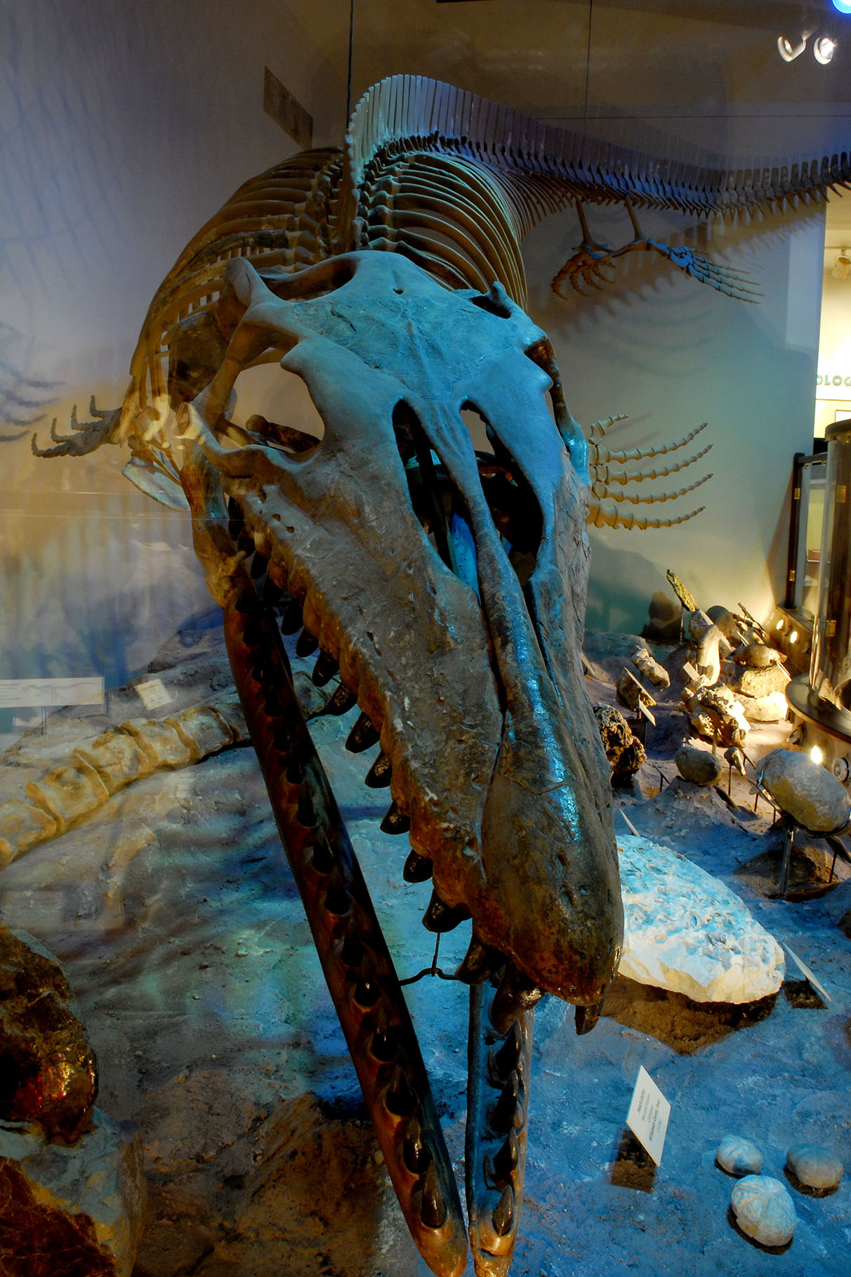 The Onion Creek Mosasaur