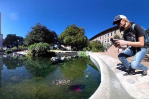 The UT turtle pond is a playground for biologists with its various species of turtles, including snapping turtles.