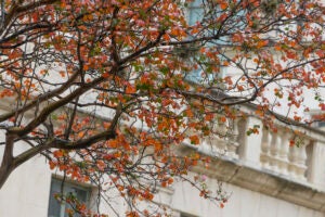 A tree outside of the Godlsmith Hall turned red-orange. The upstairs balustrade of Goldsmith Hall is in the background.