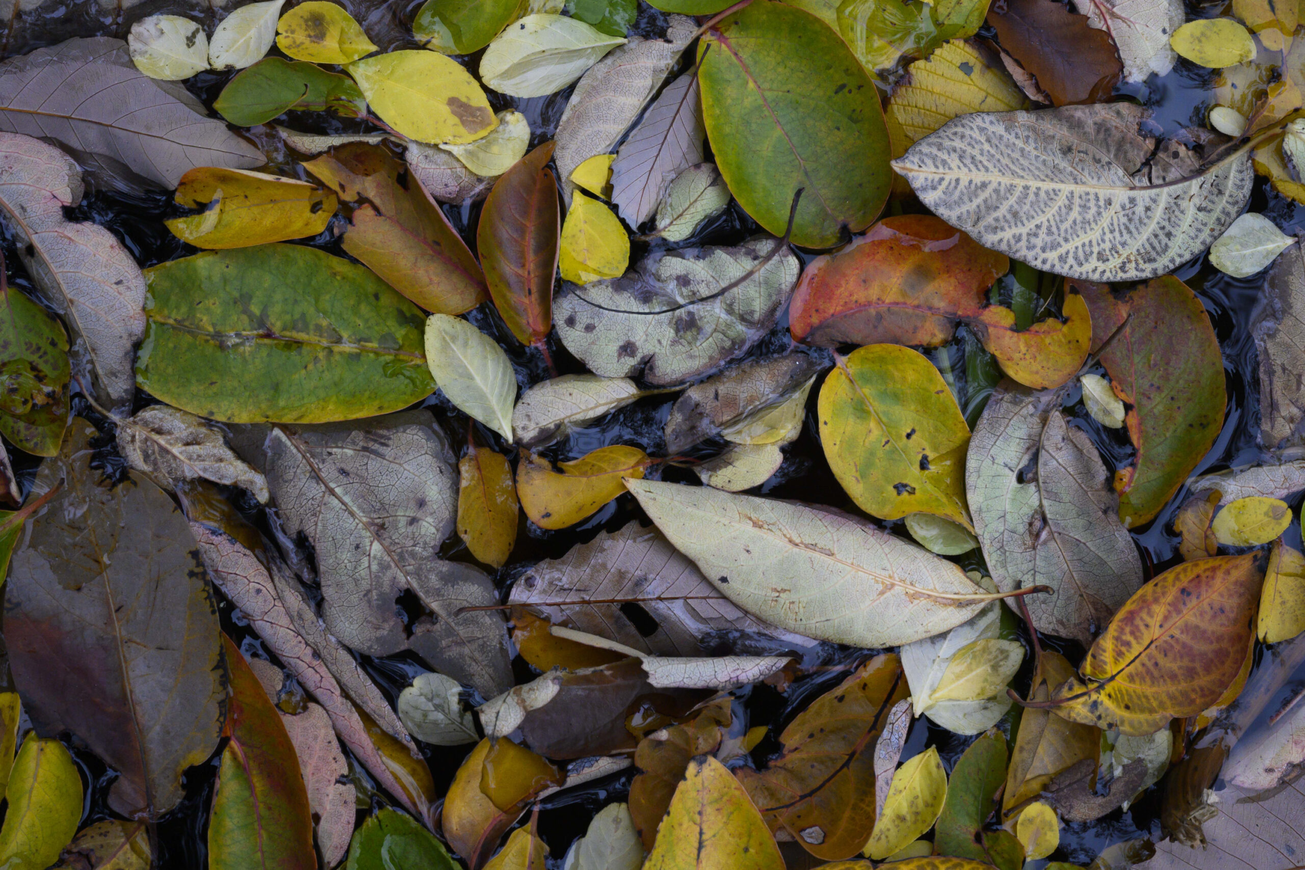 A variety of shapes and colors of leaves in the turtle pond.