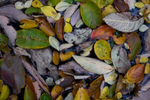 A variety of shapes and colors of leaves in the turtle pond.