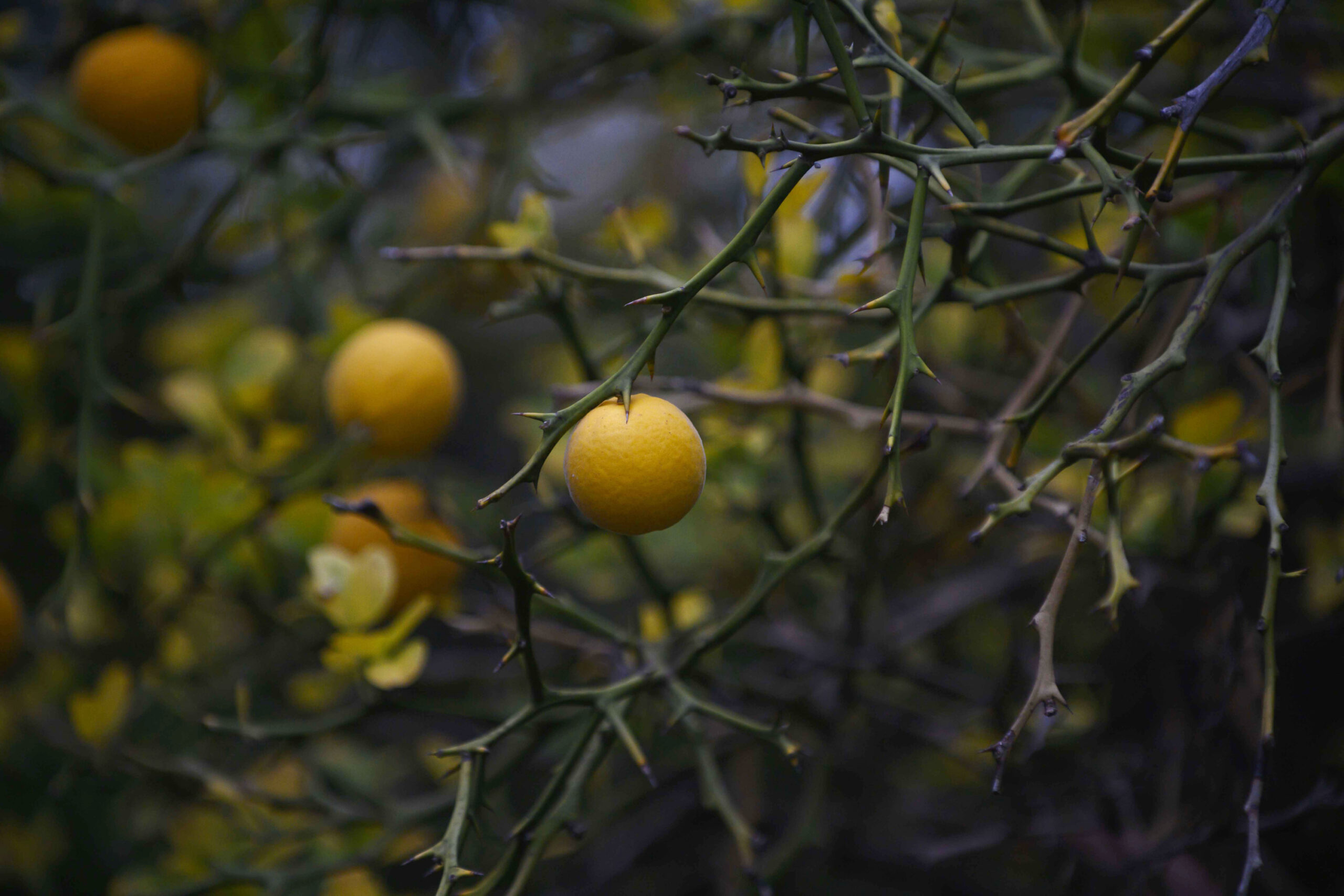Round, yellow fruit on a tree by the turtle pond.