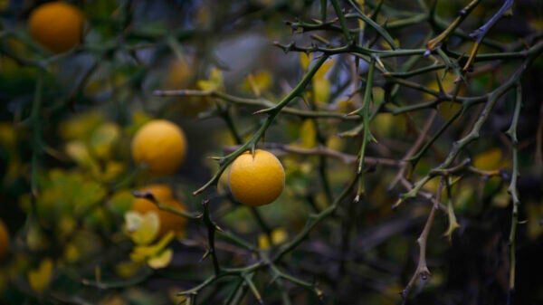 Round, yellow fruit on a tree by the turtle pond.
