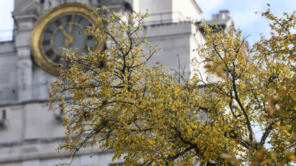 A close-up of the Tower clock and a branch of tree with golden leaves.