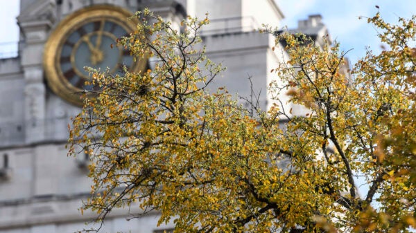 A close-up of the Tower clock and a branch of tree with golden leaves.
