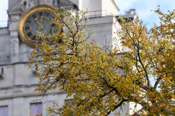 A close-up of the Tower clock and a branch of tree with golden leaves.