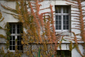 The vines on Battle Hall turn burnt orange as winter approaches.