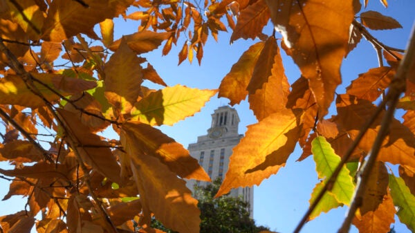 The top of the Tower seen through a cluster of burnt orange leaves on a tree beside the turtle pond.