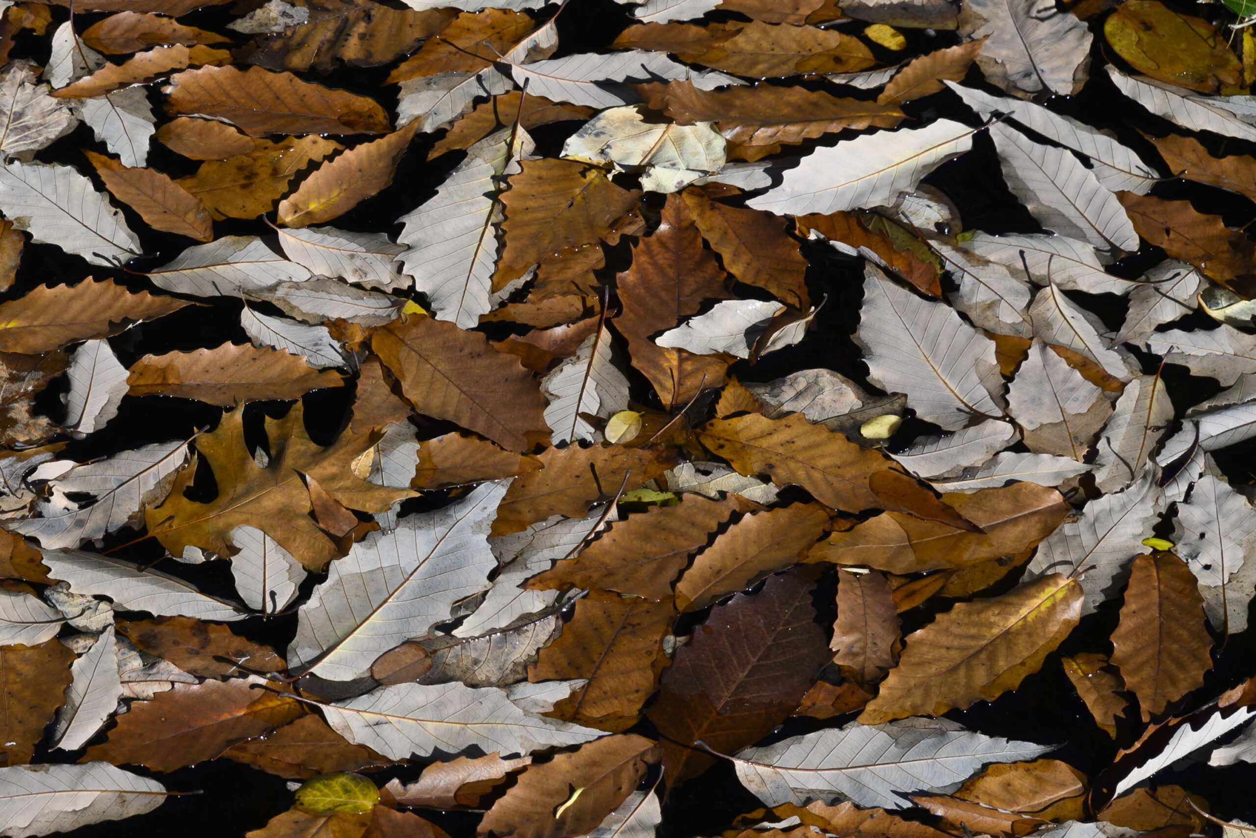 Brown and gray serrated leaves.