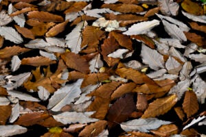 Brown and gray serrated leaves.