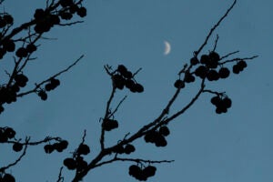Pods on a bare tree on the west side of Main, against a deep blue sky with the crescent moon.