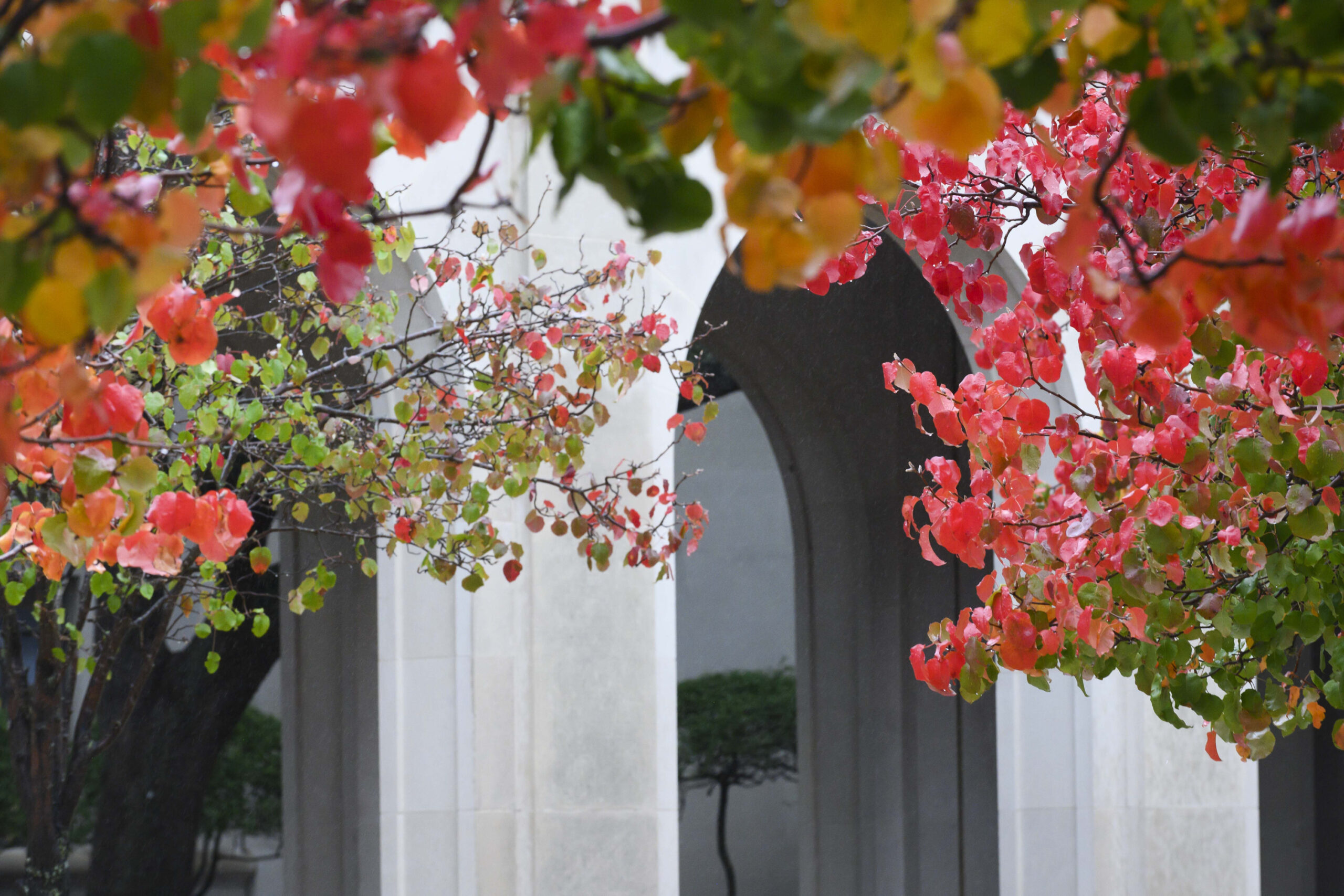 Bright red leaves frame the arches at the Law School.