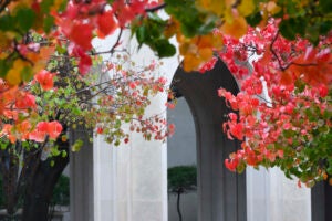 Bright red leaves frame the arches at the Law School.