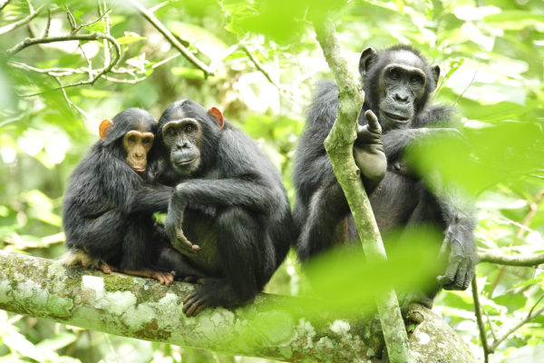 Glimpses of Fatherhood in Non-Pair-Bonding Chimps - UT News