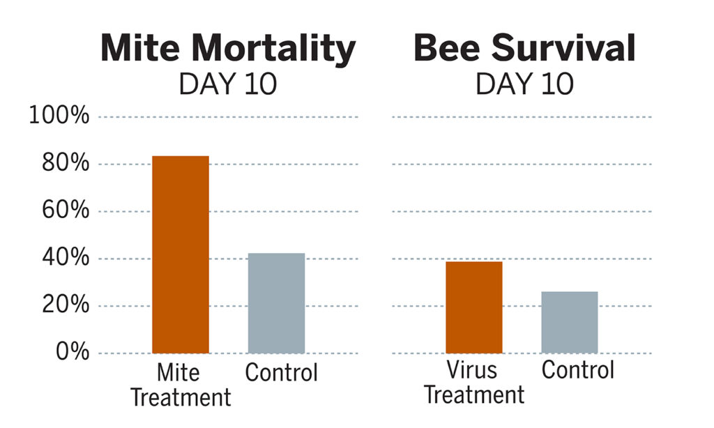 Bee survival and mite mortality