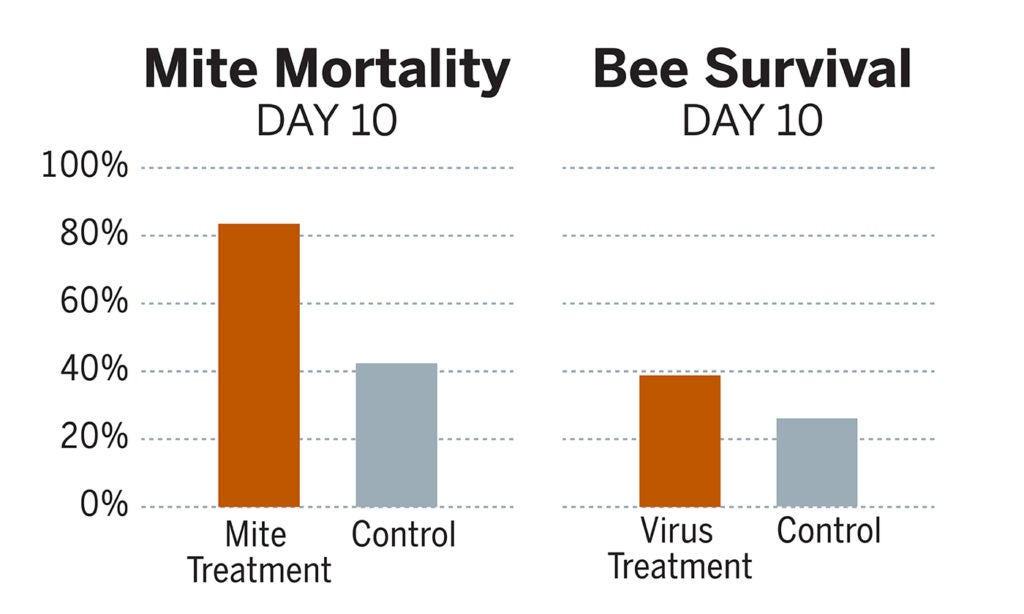 Bee survival and mite mortality